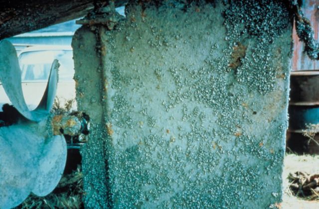 Zebra Mussels on Rudder Picture