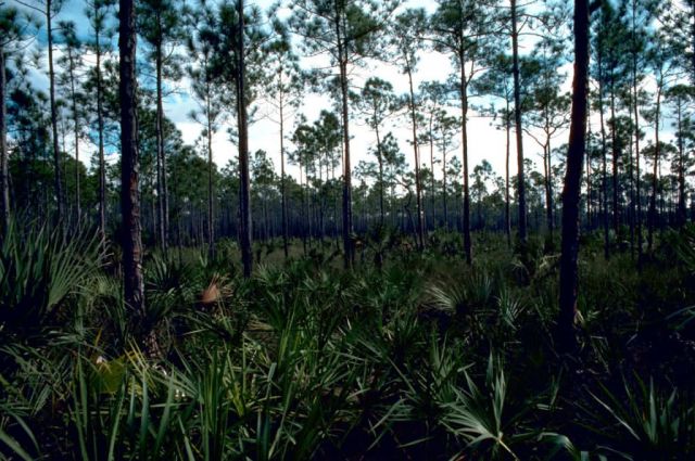 Pinelands Picture