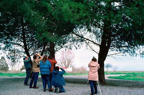 Birdwatching at Merced National Wildife Refuge Picture