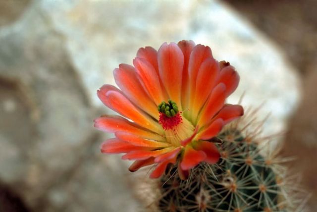 Cactus Flower Picture