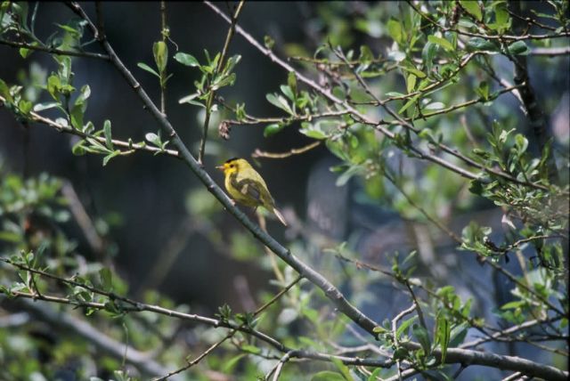 Wilson's Warbler Picture