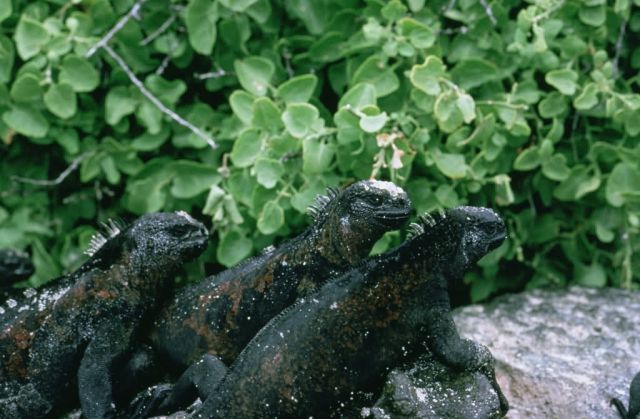 WO1373 Marine Iguanas Picture