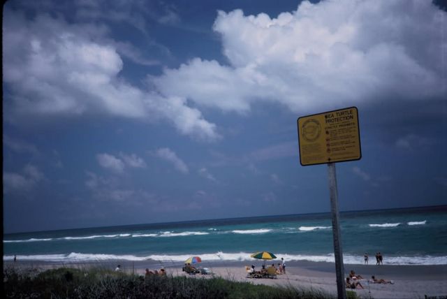 Beach at Hobe Sound National Wildlife Refuge Picture