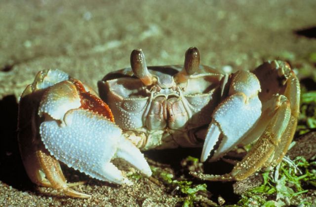 Ghost Crab Picture