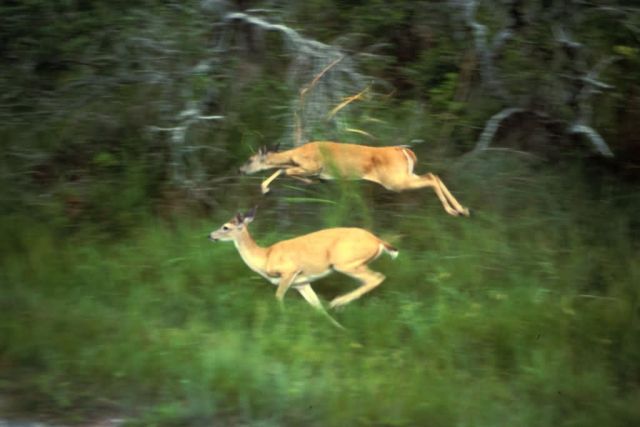 White-tailed Deer Picture