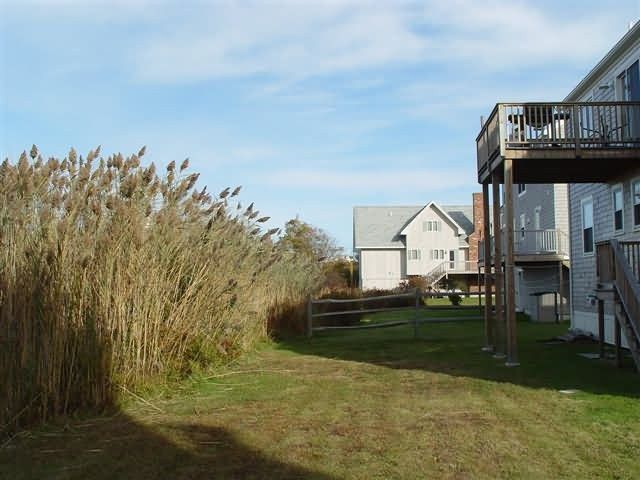 phragmites invasive species Picture