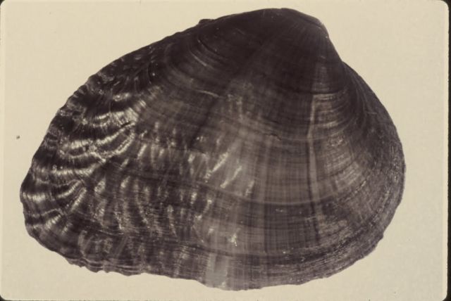 Birdwind pearly mussel Picture