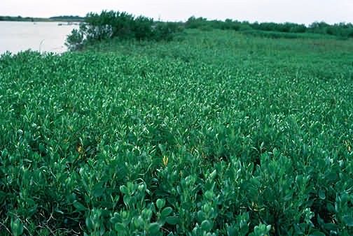 WO3690 Black Mangrove Swamp in Texas Picture