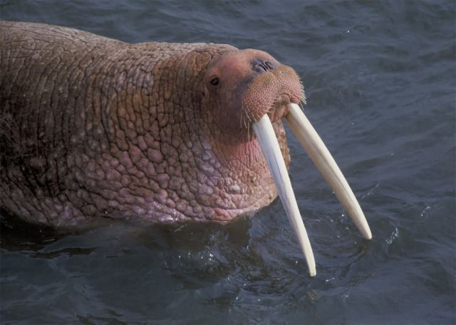 Walrus on Togiak National Wildlife Refuge Picture