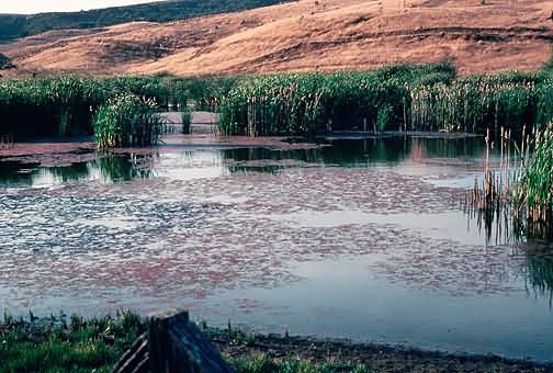 WO3687 Marsh in California Picture