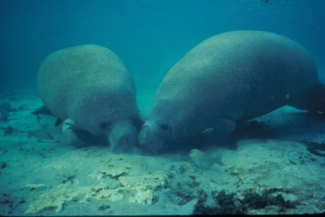 Manatee Rooting in Sand Picture