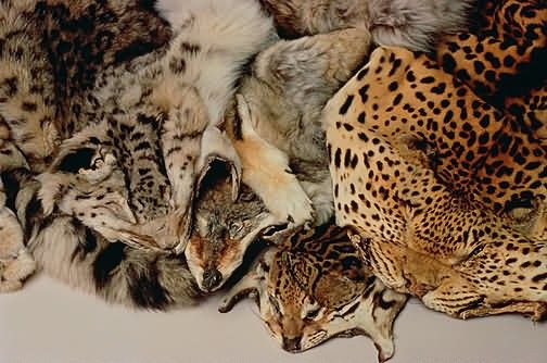 Illegal Wildlife Trade Products (Skins) Picture