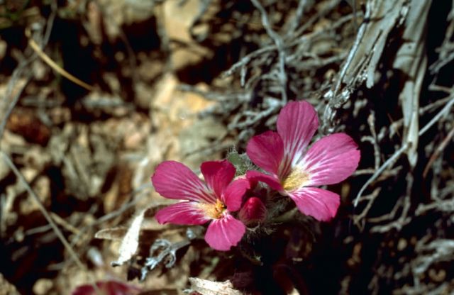 Wild Flowers Picture