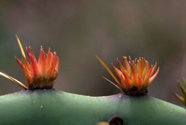 Prickly Pear cactus Picture