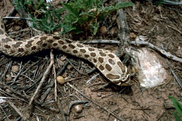 Western Hognose Snake Picture