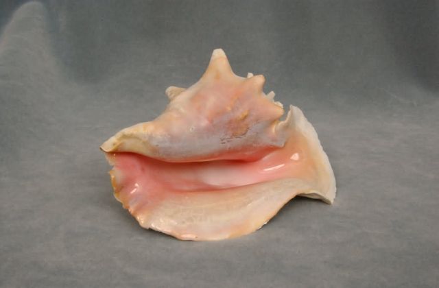 Queen Conch Shell Picture