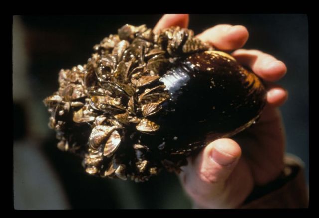 Zebra Mussel on Native Mussel Picture