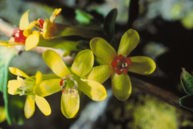 Golden Currant Picture