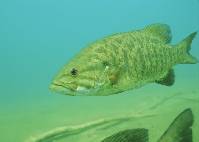 Smallmouth Bass Picture
