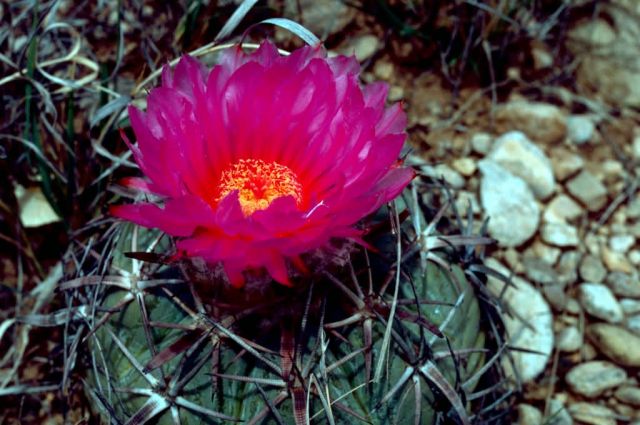 Eagle Claw Cactus Picture