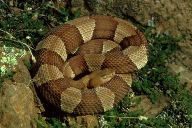 Broad-banded Copperhead Picture