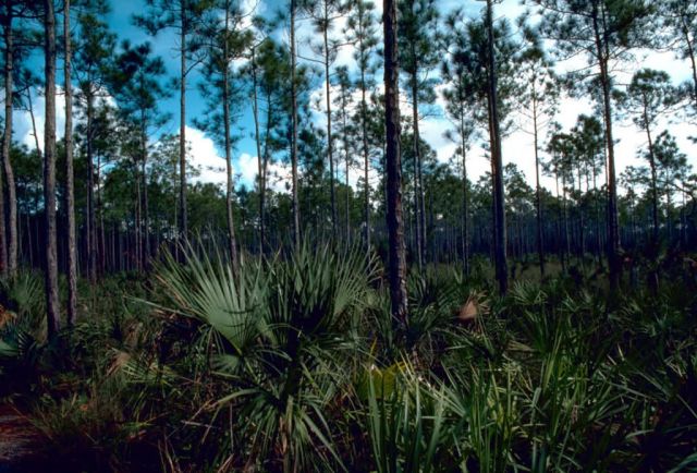 Pinelands Picture