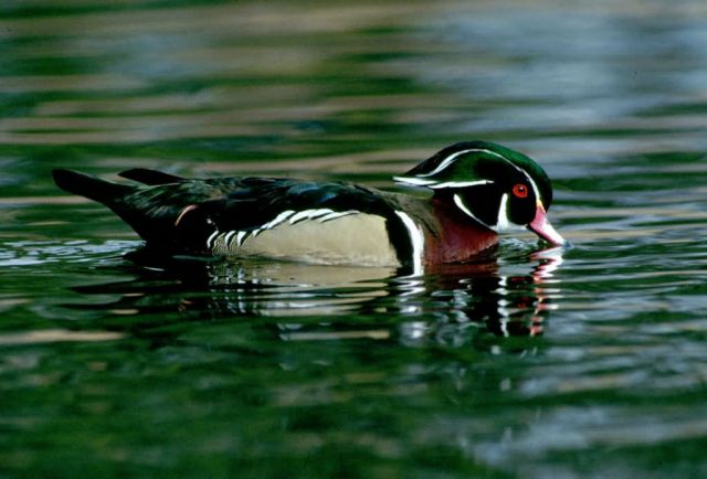 Wood Duck (Drake) Picture