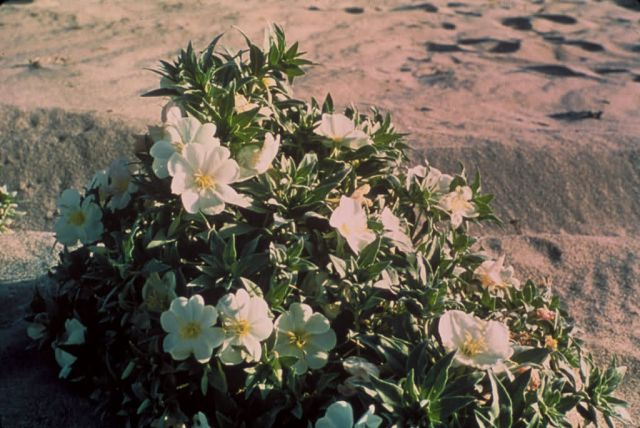 Eureka Evening Primrose Picture