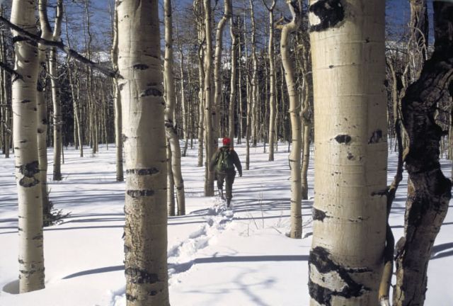 WO 2503 Snowshoeing in Colorado Picture