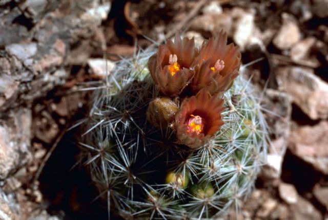 Corncob Cactus Picture
