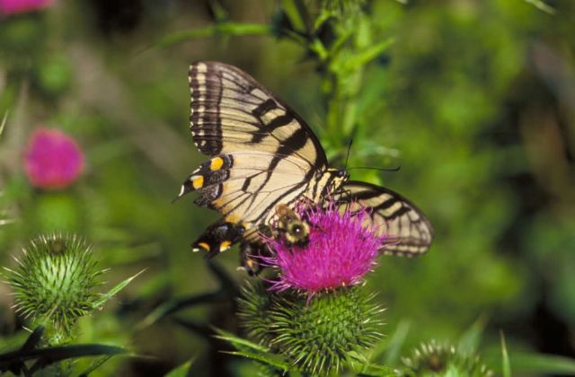 Swallowtail Butterfly and bee on thistle Picture
