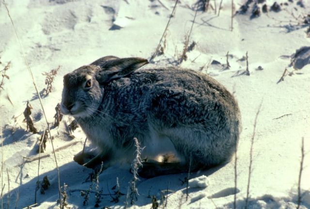 White-tail Jackrabbit Picture