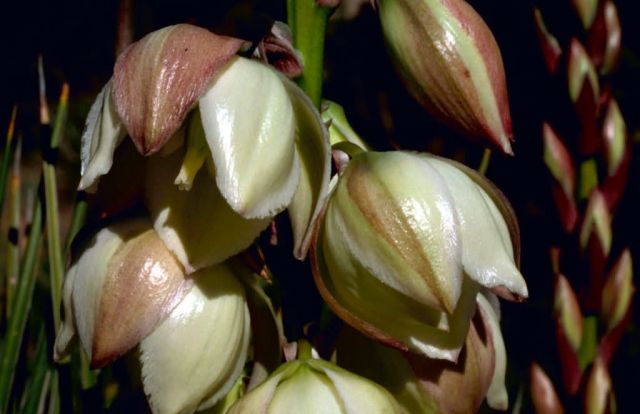 Narrow-leaf Yucca Picture