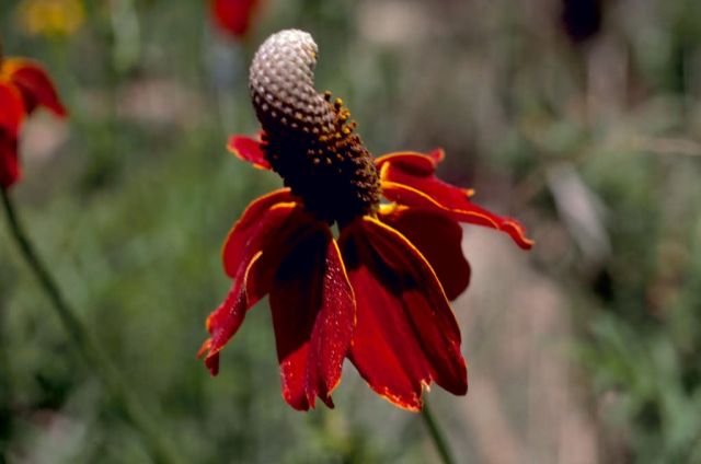 Coneflower Picture