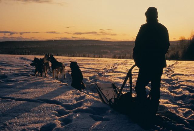 WO 3515 Pause Along The Trail, Dog Sleding Picture