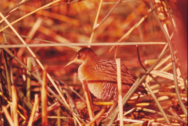 Yuma Clapper Rail Picture