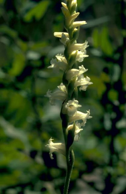 Ladies Tresses Orchid Picture
