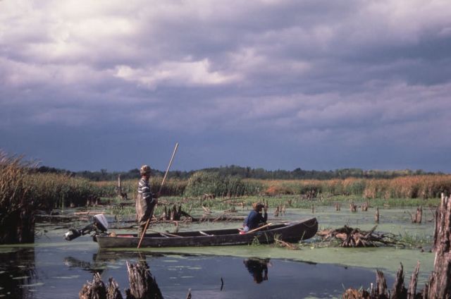 WO 4017 Watching Waterfowl Picture