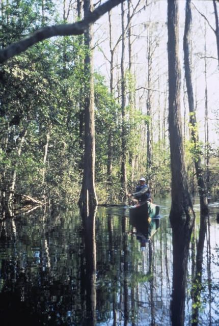 WO 4068 Canoeing at Okefenokee National Wildlife Refuge Picture