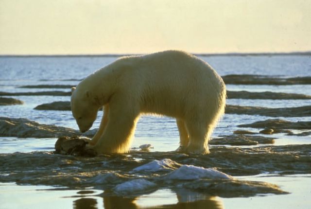 Polar Bear Picture