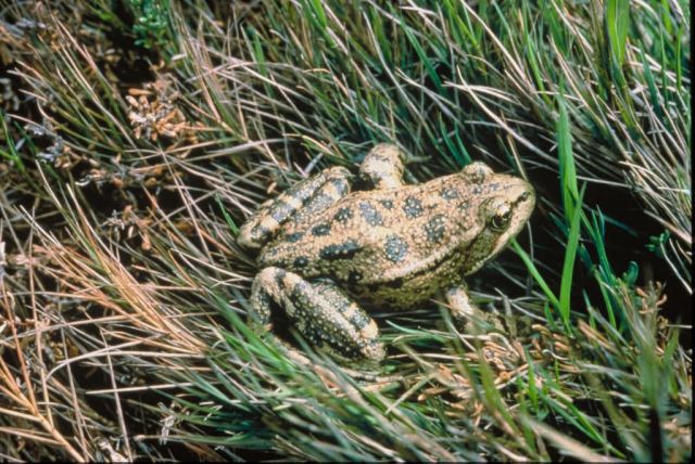 Red legged frog Picture