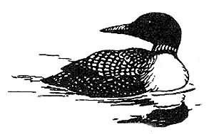 common loon Picture