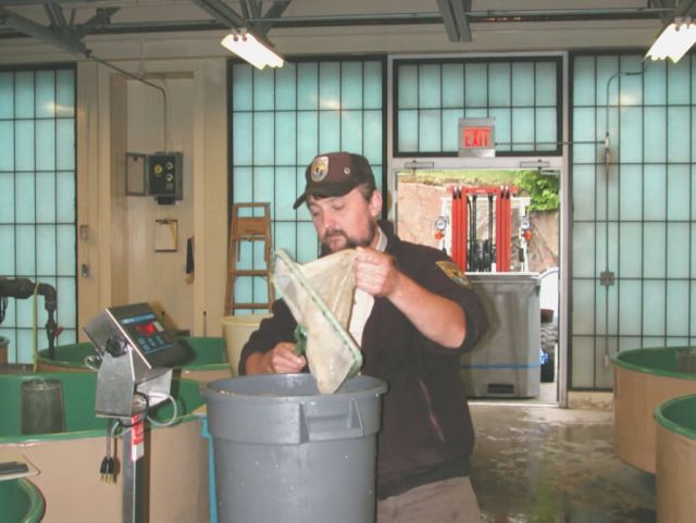 Employee of the Green Lake NFH in Maine move Atlantic Salmon Fry Picture
