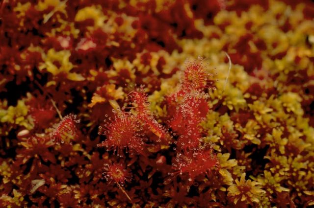 Round Leaf Sundew Picture