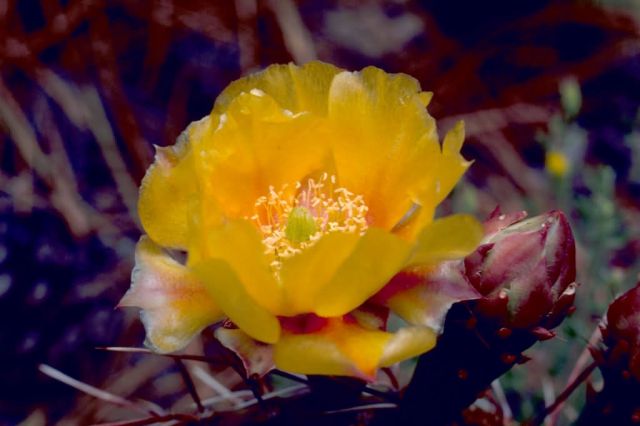 Prickly Pear Cactus Picture