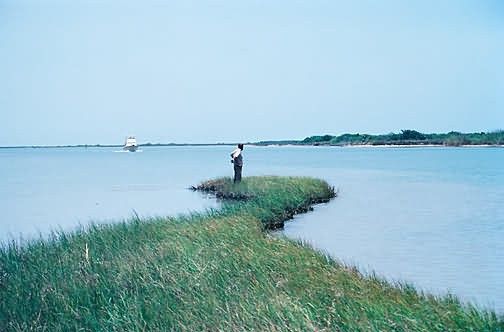 Eroding Shoreline at Aransas National Wildlife Refuge Picture