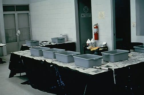 Bird Cleaning Area Picture