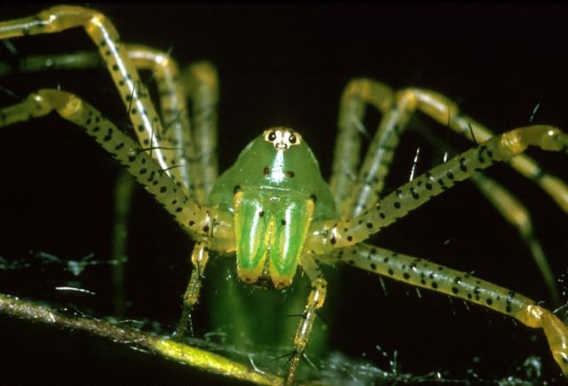 Lynx Spider Picture