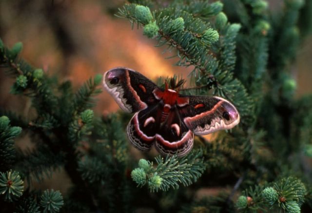 Cecropia Butterfly Picture