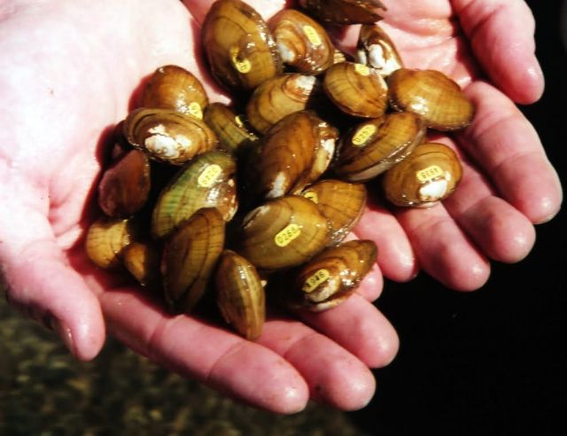 WOE179 Clinch River Mussels in Hand Picture